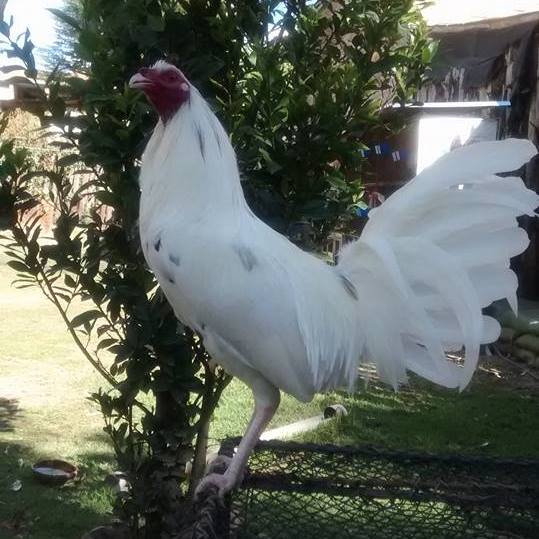 blanco percovich