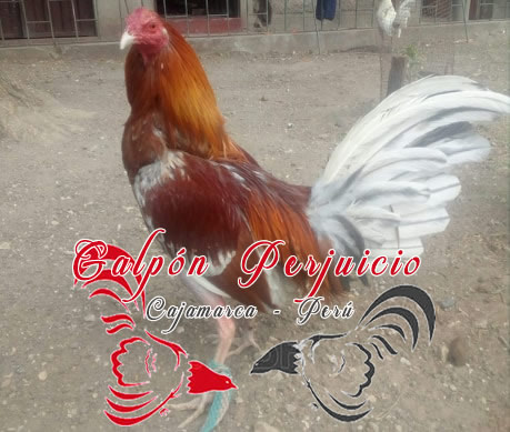 cenizoperjuicio
