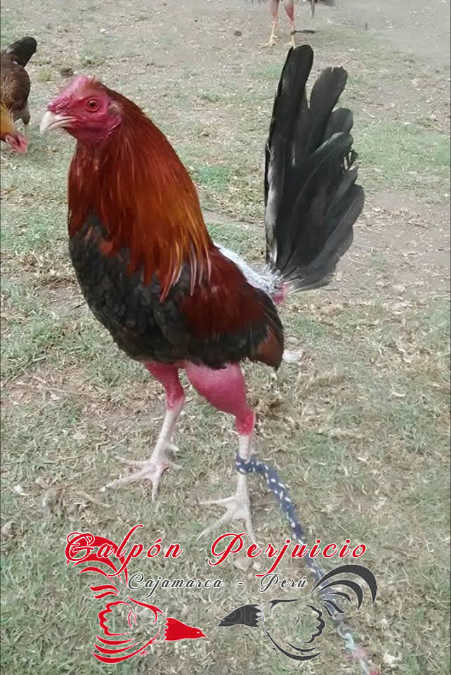 zenizo2